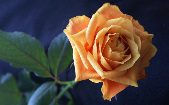 Orange Color Flower HD Wallpaper