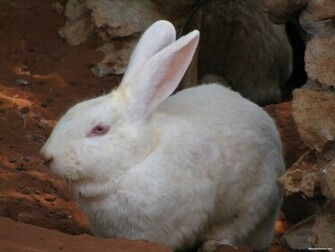 White Rabbit Wallpaper