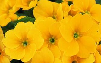 Yellow Flowers HD Wallpaper