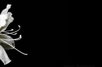 Beautiful Black Wallpaper Abduzeedo Design Inspiration