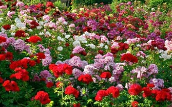 Rose Garden Wallpaper