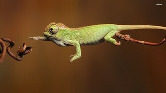 Chameleon Wallpaper