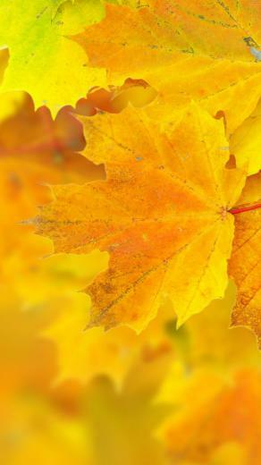 Wallpaper Leaves 5k 4k 8k Maple Macro Yellow