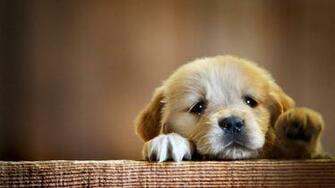 Puppy Snout Dog Wallpaper Background Full HD