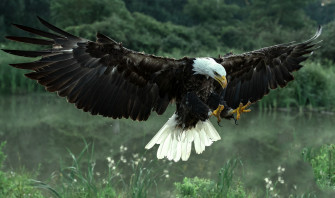 Eagle Flying Wallpaper