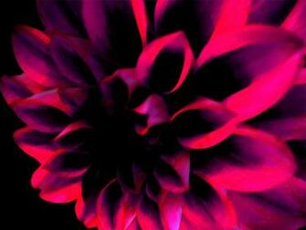 Dark Pink Flower By Hanna H Desktop Wallpaper