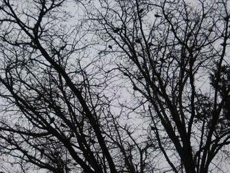 Tree Branches Silhouette Wallpaper In The Bare Of