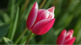 Pink Tulips Wallpaper