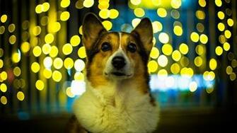 Welsh Corgi HD Wallpaper