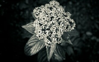 Dark Flower Wallpaper Stock Photos