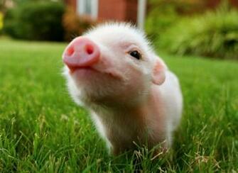 Similiar Baby Pig Wallpaper Keywords