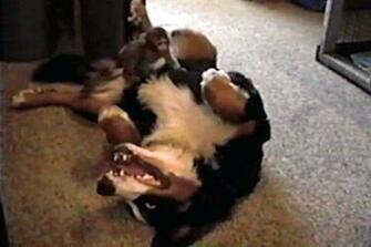 Pin Bernese Mountain Dog Wallpaper