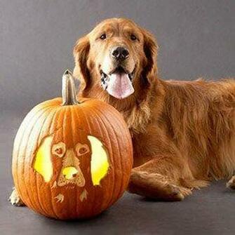 Cute Golden Retriever Dog Photo And Wallpaper Beautiful