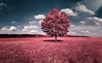 Pink Full HD Desktop Wallpaper