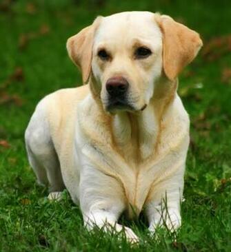 Labrador Retriever White Dog In Lawn Care Picture