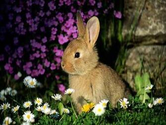 Heartwarming Rabbit Wallpaper Naldz Graphics