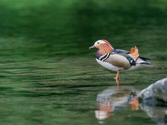 Duck Wallpaper Px HDwallsource