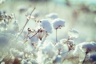 Winter Flower High Resolution Wallpaper