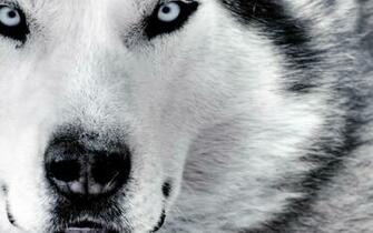 Black And White Wolf Pictures Desktop Background
