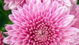 Old Apple iPhone Home Screen Wallpaper HD 1080p