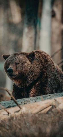 Best Bear iPhone X HD Wallpaper