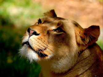 Beautiful Lioness HD Wallpaper