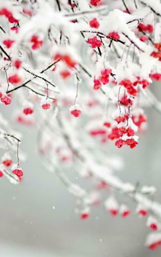 Winter Berries Wallpaper
