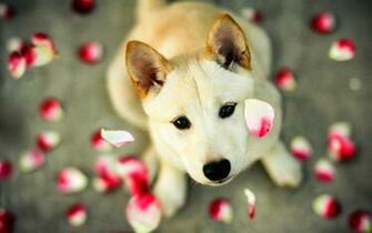 Cute Pitbull Puppies Wallpaper Puppy