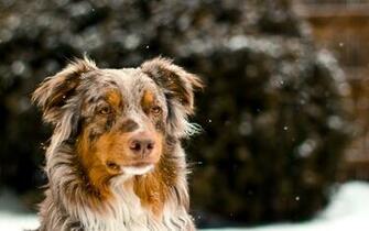 Australian Shepherd Wallpaper HD Px
