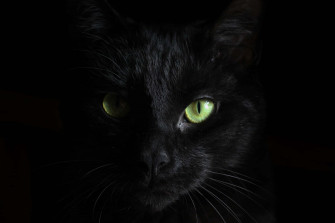 Dark Animals Wallpaper