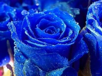 Flowers Pictures Wallpaper Red Roses
