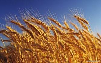 Wallpaper Photography Harvest