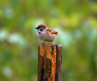 Android Phones Wallpaper Sparrow