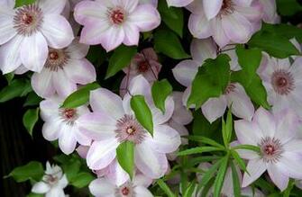 Wallpaper Clematis Flowering Green Leaves HD
