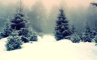Snowy Fir Trees Wallpaper