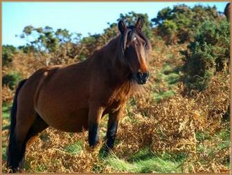 Ans Menu Coms Fond Ecran Cheval Pottok Wallpaper Potiok