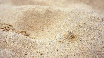 Beach Sand Wallpaper Crabs