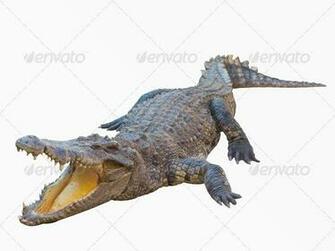 Crocodile Isolated On White Background With Clipping Path Stock
