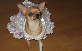 Chihuahua Wallpaper