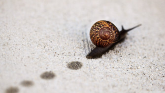 Animal Snail HD Wallpaper