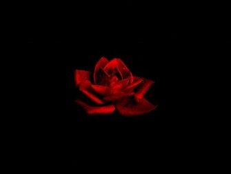 Info Wallpaper Dark Love