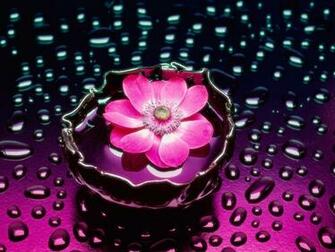 Search Results For New Flower Image In HD Calendar