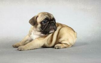 Cute Pug Puppy Wallpaper