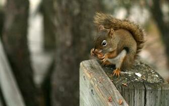 American Red Squirrel Wallpaper