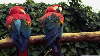 Scarlet Macaw Parrots Wallpaper