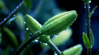 Ultra HD Wallpaper Flower Plant Macro Drops 4k
