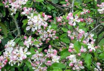Apple Blossom Wallpaper Bonzy
