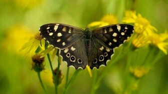 Black Butterfly Wallpaper