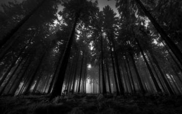 Dark Woods Wallpaper Android iPhone Desktop HD
