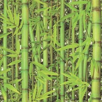 Bamboo Tropical Rainforest Green Trees Wallpaper